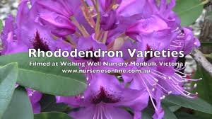Rhododendron Varieties And How To Grow Them Youtube