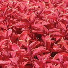 Image result for Coleus meyeri