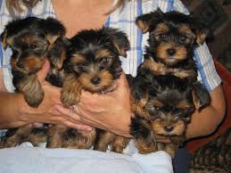 Mar 25, 2021 · the average size of a yorkie is 7 to 8 inches tall, and typically between 4 and 7 pounds. Yorkie Pups Altogether They Weigh 3 Pounds Teacup Puppies Yorkshire Terrier Yorkie