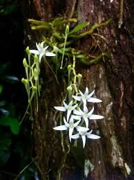 Image result for Mystacidium venosum