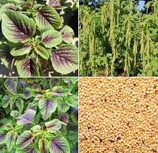 Maybe you would like to learn more about one of these? How To Grow Thotakura Amaranth In Pots Gardening Tips