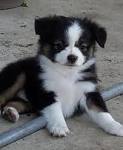 Texas Miniature Australian Shepherd Puppies