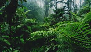 Les populations des forêts tropicales | France Inter