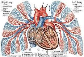 Pulmonary Circulation Heart And Lungs Diagram Heart And Lungs Anatomy