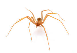 How To Get Rid Of Brown Recluse Spiders Fast Permanently The Ultimate Guide 2021