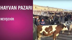 Hayvan Pazari Nevsehir 29 01 2019 Youtube