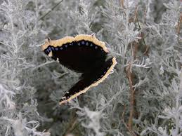 We did not find results for: Mourning Cloak Nps Wolf Trap National Park For The Performing Arts Butterflies And Moths Inaturalist