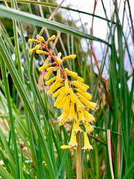 Image result for Kniphofia grantii