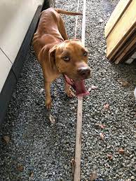 How can we help this found dog near Salt River Rd and East Scenic Dr?