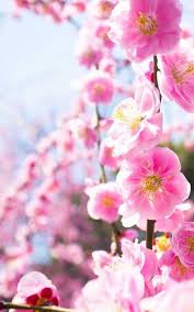 Customize and personalise your desktop, mobile phone and tablet with these free wallpapers! Pink Flower Wallpaper Hd Pink Flower Wallpapers For Android Apk Download