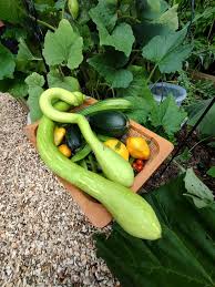 Image result for Cucurbita moschata