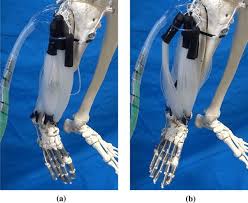 Stretching the eversion and inversion muscles allows for better range of motion to the ankle joint.35 seated ankle elevations and depressions will stretch the peroneus and. 8a Inversion And B Eversion Of An Ankle Driven By Multifilament Muscles Download Scientific Diagram