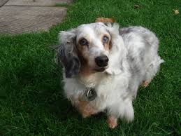 5 miles 10 miles 25 miles 50 miles 100 miles 200 miles 500 miles. Dachshund Rescue Of North America