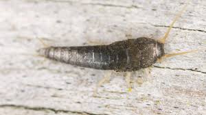 Silberfische In Bad Und Kuche Das Hilft