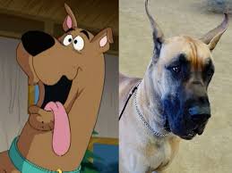 Scooby has a hump and sloped back, small sloping chin, bow legs, an many of those who watched hope films are already very familiar with the genre. Photos What Famous Cartoon Animals Look Like In Real Life