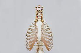 Maybe you would like to learn more about one of these? Can A Person Live With One Lung