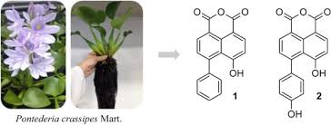 Image result for Pontederia crassipes