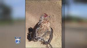 Chickens On Kauai Being Shot With Blow Gun Darts Youtube