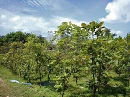 Cara menentukan ide pokok bacaan dalam sebuah paragraf atau keseluruhan bacaan merupakan cara untuk mengetahui inti bahasan. Kebenaran Tanam Ketum Bukan Untuk Orang Awam