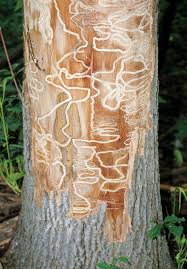 Emerald Ash Borer Construction Specifier Ash Borer Trees To Plant Bark Beetle