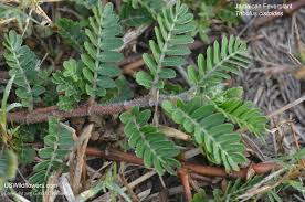 Image result for Cissus faucicola
