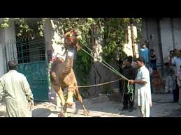 Eid e qurban 2020 hyderabad. Camel Qurbani Ka Sunnat Tareeqa Camel Nahar With Sunnah Camel Qurbani Eid Al Adha Youtube