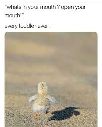 17 Frische Tiermembranen Damit Sie Lachen Bis Sie Fallen Bis Damit Fallen Frische Lachen Sie T Funny Relatable Memes Funny Animal Memes Animal Memes