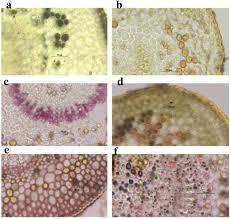 Image result for Secamone filiformis