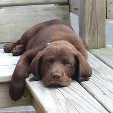 Mac 9 Weeks Old Labradorretriever Labrador Retriever Labrador Retriever Dog Labrador Puppy