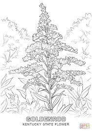 Printable kentucky flag us state coloring page. Flower Coloring Pages Kentucky State Flower Flower Coloring Sheets