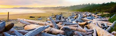 The island is 456 km (283 mi) in length, 100 km (62 mi) in width at its widest point, and 32,134 km2 (12,407 sq mi) in area. Vancouver Island Nachtraumen Kanada Chamaleon
