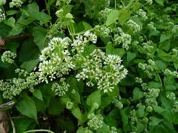 Image result for Mikania