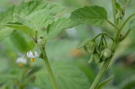 Image result for Solanum sp. A