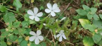 Image result for Plumbago zeylanica