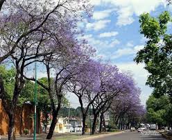 En Tiempo De Jacarandas Jacarandas Xalapa Plantas