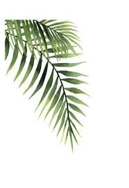 Palm Art Print Ann Solo Art Com Palm Trees Painting Plant Painting Plant Art