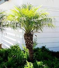 Image result for Phoenix roebelenii