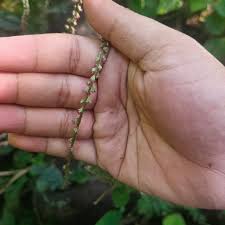 Image result for Cyathula prostrata