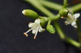 Image result for Nuxia oppositifolia