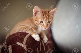 No tabby cat has a solid orange coat. Ginger Kitten Iready For Jumping Cat Sit On The Arm Of The Chair Stock Photo Picture And Royalty Free Image Image 61015361