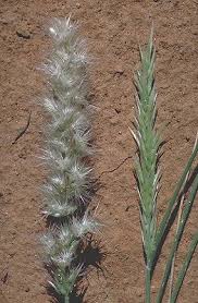 Image result for Enneapogon