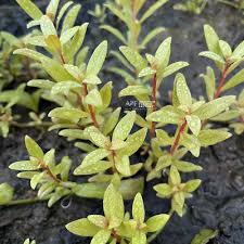 Image result for Ammannia aegyptiaca