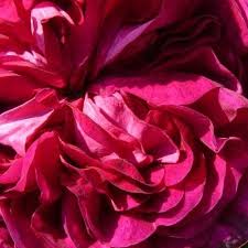 Check spelling or type a new query. Foto S Van Roos Rosa Charles De Mills