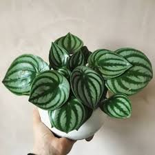 Check spelling or type a new query. Tanaman Hias Peperomia Water Melon Daun Dolar Semangka Shopee Indonesia