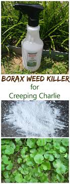 Natural armor weed & grass killer is based on citrus, sodium, glycerin, essential oil, water and acetic acid (vinegar). Borax Weed Killer For Creeping Charlie