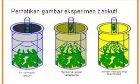 Percobaan Fotosintesis Ingenhousz Dan Sach