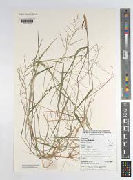 Image result for Steinchisma laxum