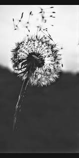 Dandelion · free pngs, stickers, photos, aesthetic backgrounds and wallpapers, vector illustrations and art. Dandelion Black And White Dandelions Flowers Landscape Nature Hd Mobile Wallpaper Peakpx