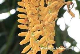 Image result for Chironia flexuosa
