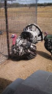 Big Birds That Look Like Turkeys Pin By Melvin Carter On Turkeys Turkey Breeds Beautiful Birds Farm Animals